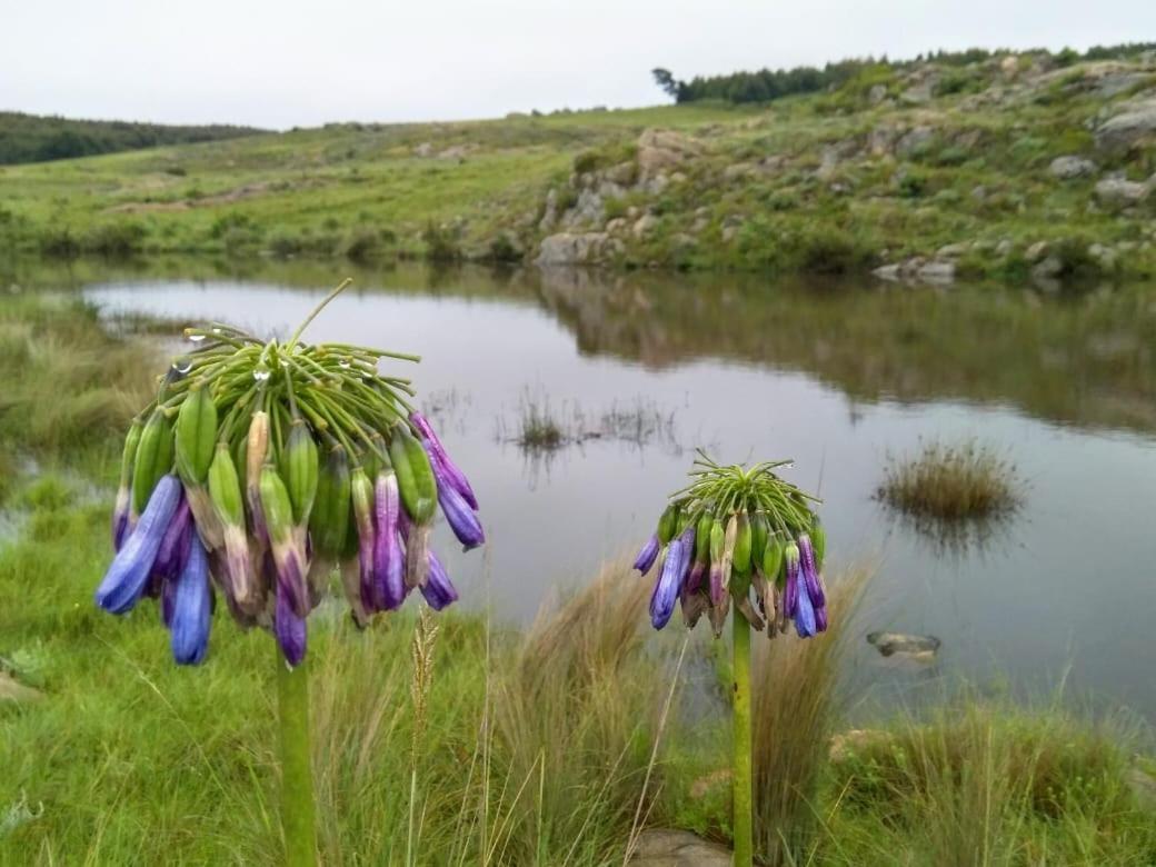 Rocks & Roses Farm Stay Lochiel Eksteriør bilde