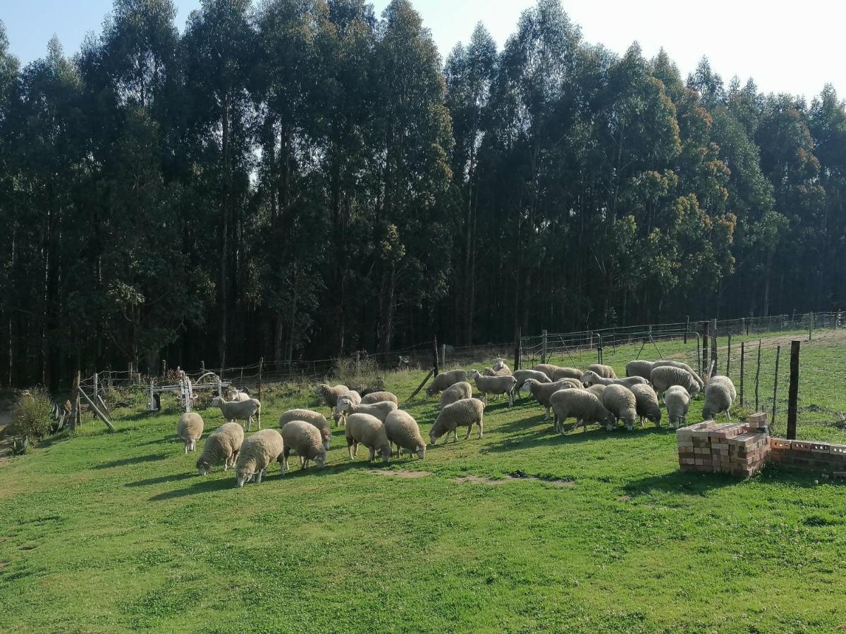 Rocks & Roses Farm Stay Lochiel Eksteriør bilde